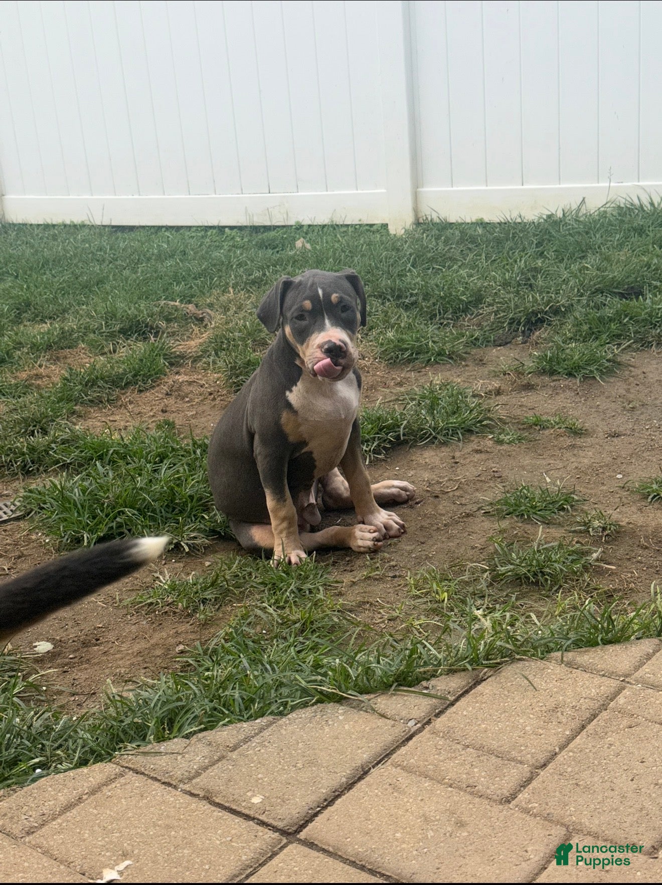 American Bully dogs Batman - Ad 1