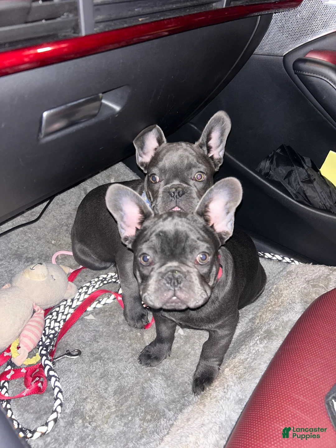 French Bulldog dogs for sale: French Bulldog Puppy 2 - Ad 7