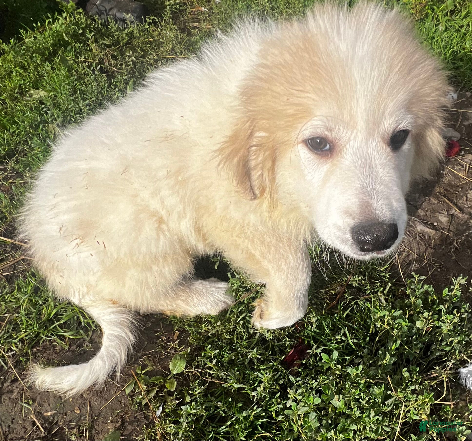 Great Pyrenees dogs for sale: Duke - Ad 2