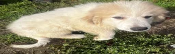Great Pyrenees dogs for sale: Duke - Ad 2