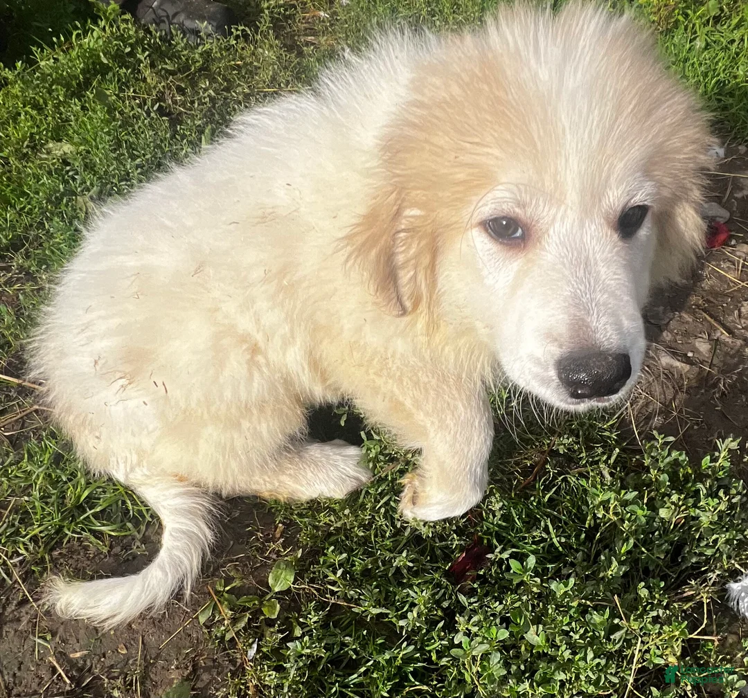 Great Pyrenees dogs for sale: Duke - Ad 2