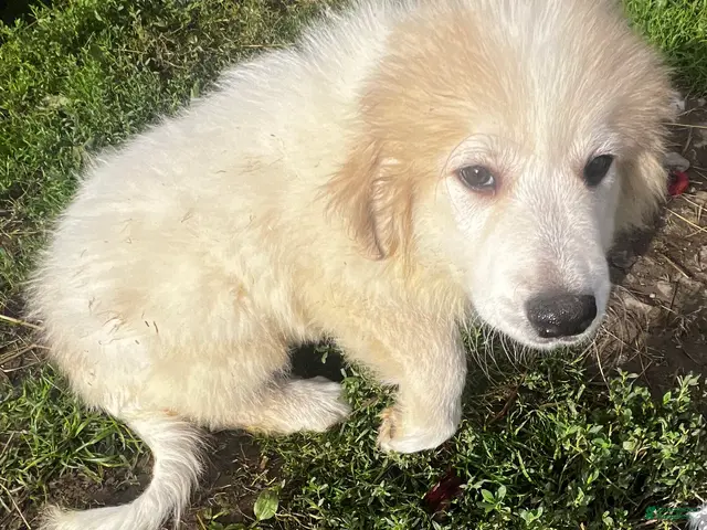 Great Pyrenees dogs for sale: Duke - Ad 2