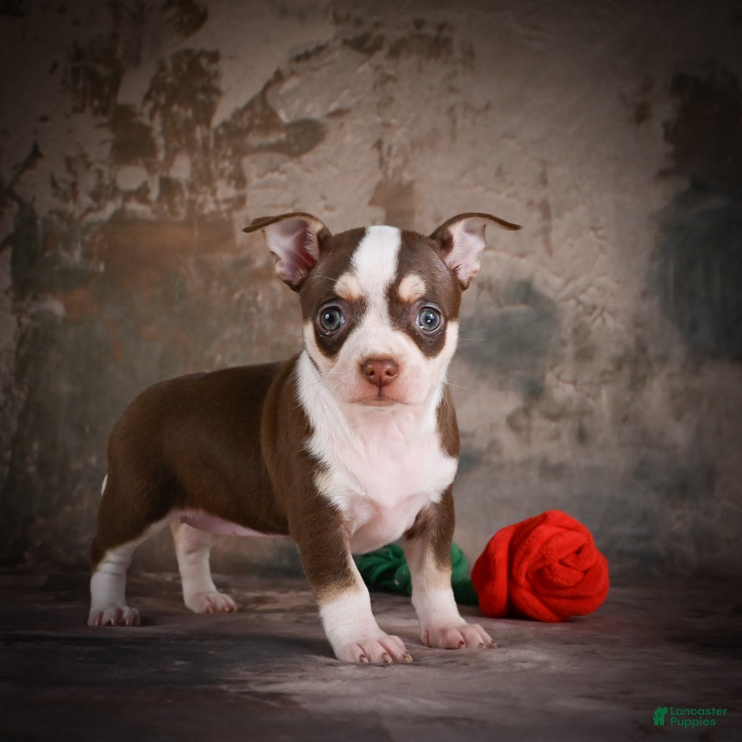 Chihuahua dogs for sale: CoCo - Ad 7