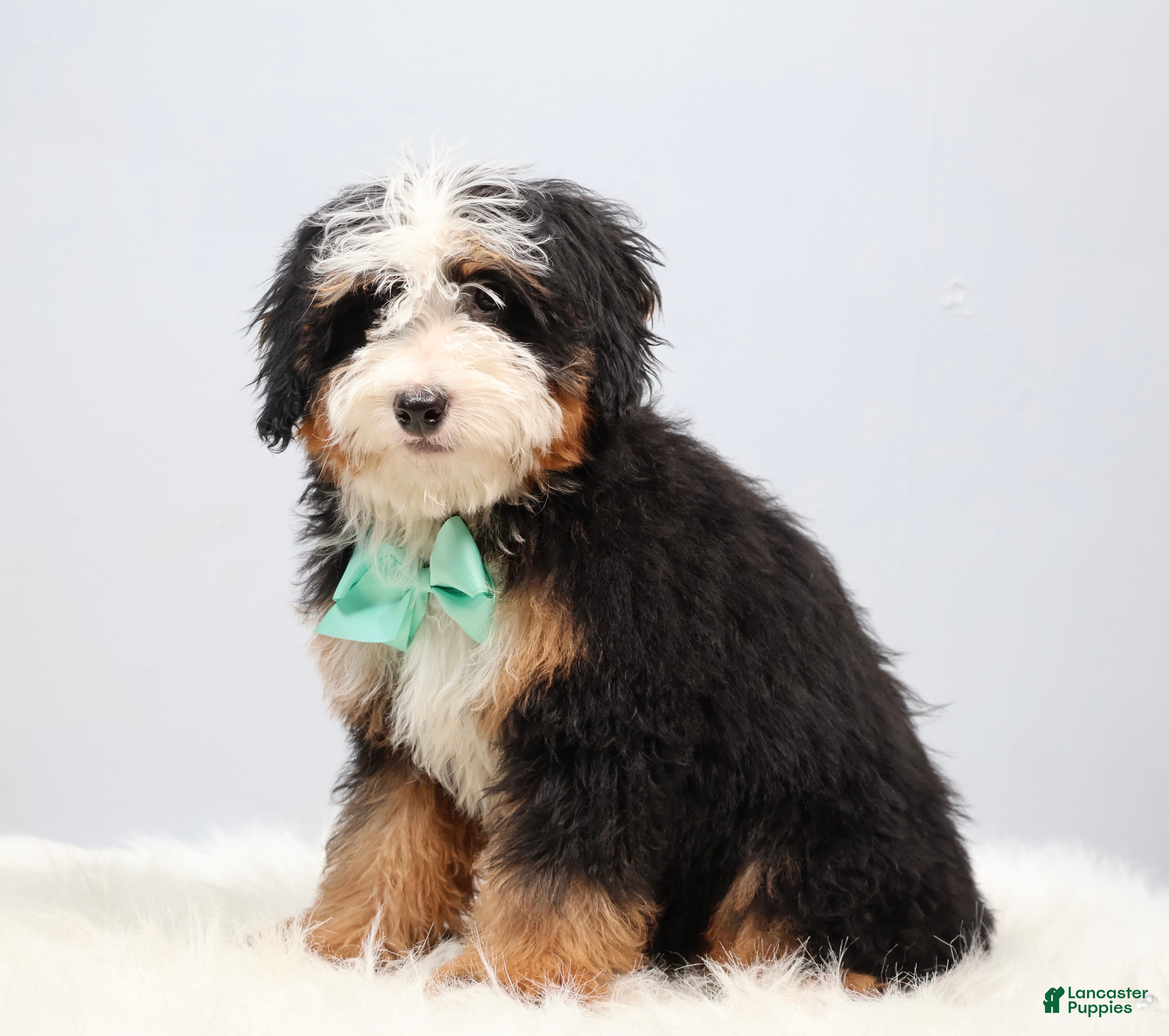 Mini Bernedoodle dogs Denver - Ad 2