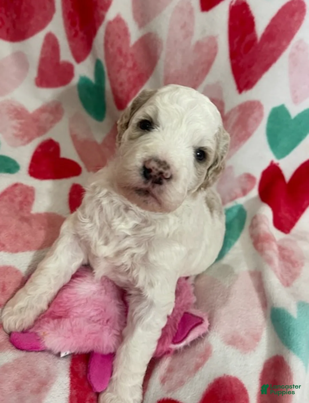 Mixed Breed dogs for sale: Effie - Ad 2