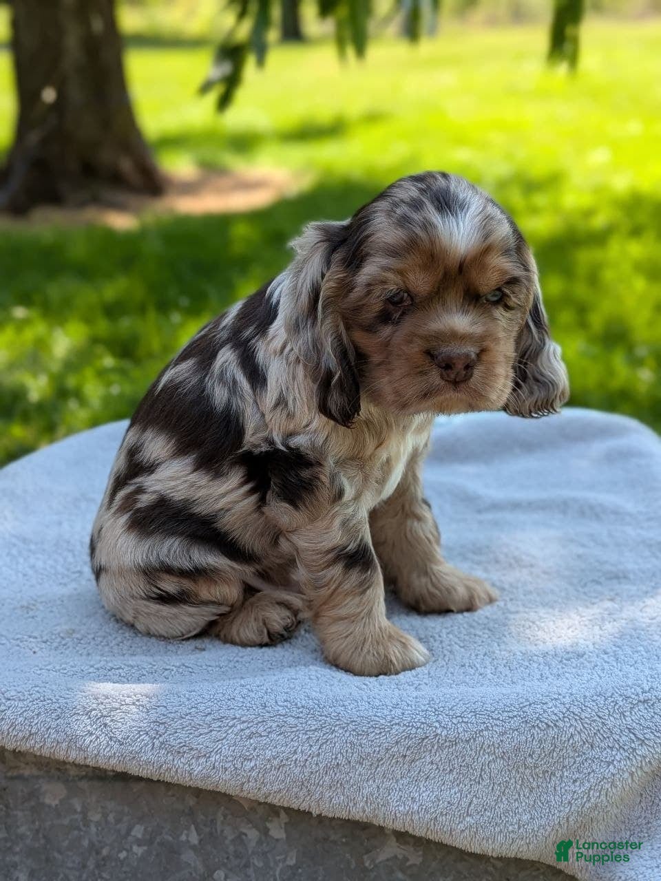 Cocker Spaniel dogs Baxter - Ad 2