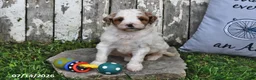 Goldendoodle dogs for sale: Scott - Ad 3
