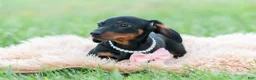 Miniature Dachshund dogs for sale: fifi - Ad 6