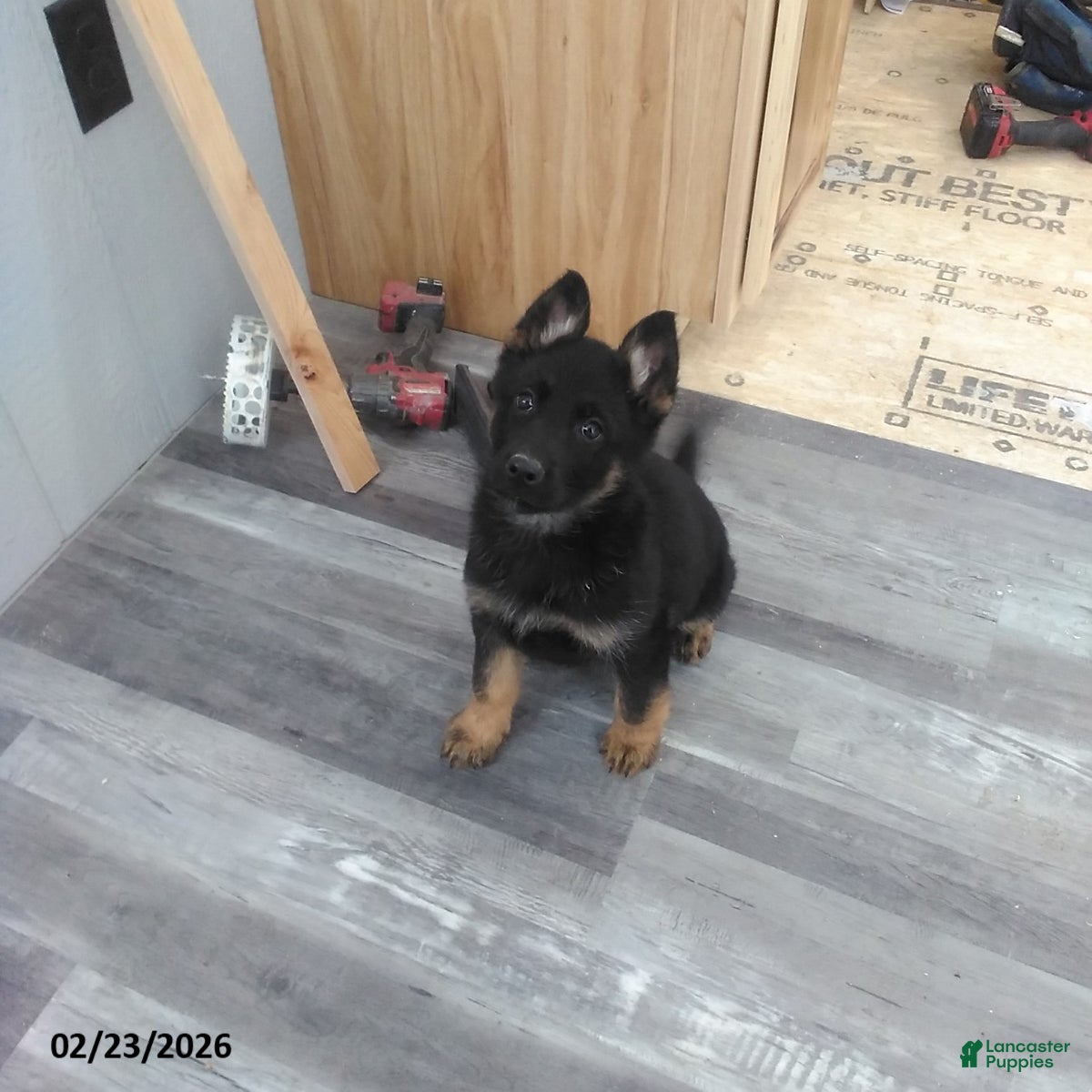 German Shepherd dogs Lenny - Ad 1