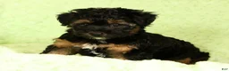 Yorkiepoo dogs for sale: Patriot - Ad 9