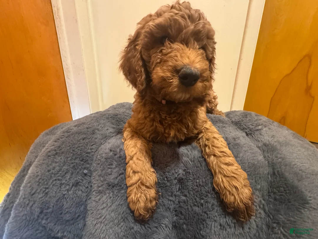 Double Doodle dogs for sale: Phoebe - Ad 2