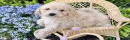 Bichpoo dogs for sale: Malibu  - Ad 3