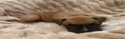 Boxer dogs for sale: Bruno - Ad 7