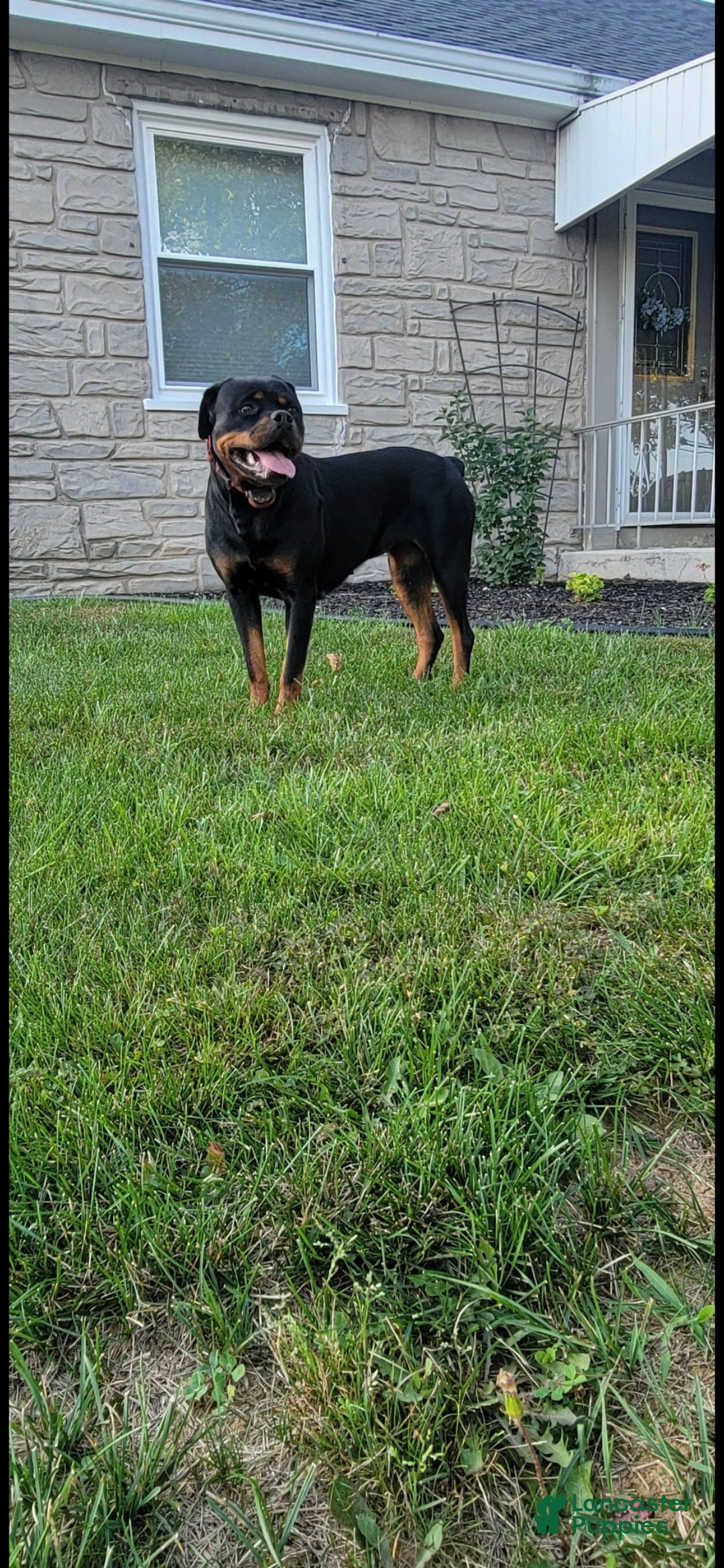 Rottweiler dogs for sale: Buck **Claimed** - Ad 5