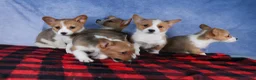 Welsh Corgi Pembroke dogs for sale: Mario - Ad 27