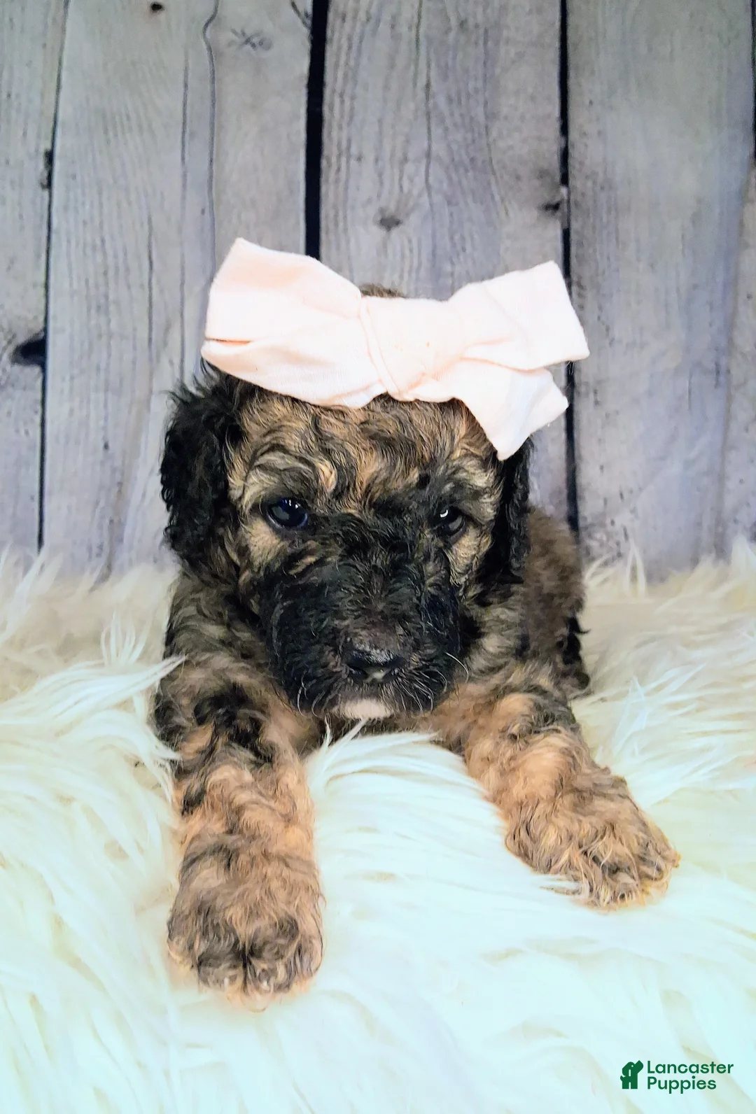 Saint Berdoodles dogs for sale: Stella Bella - Mini Saint Berdoodle - Ad 1