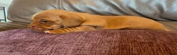 Miniature Dachshund dogs for sale: Miniature Dachshund 3 - Ad 2