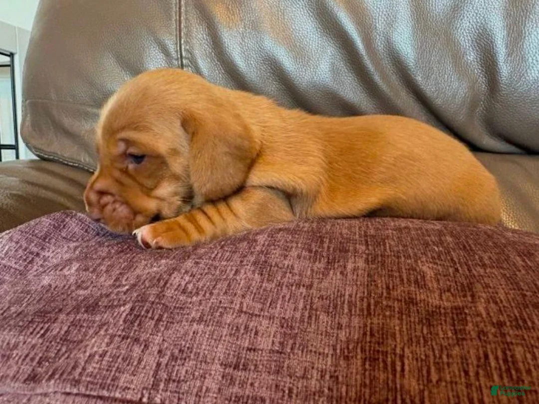 Miniature Dachshund dogs for sale: Miniature Dachshund 3 - Ad 2