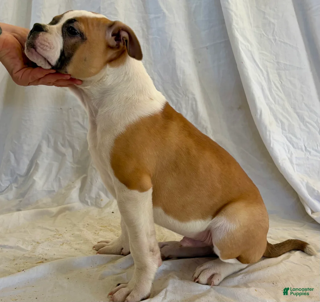 American Bulldog dogs for sale: American Bulldog Puppy 4 - Ad 2