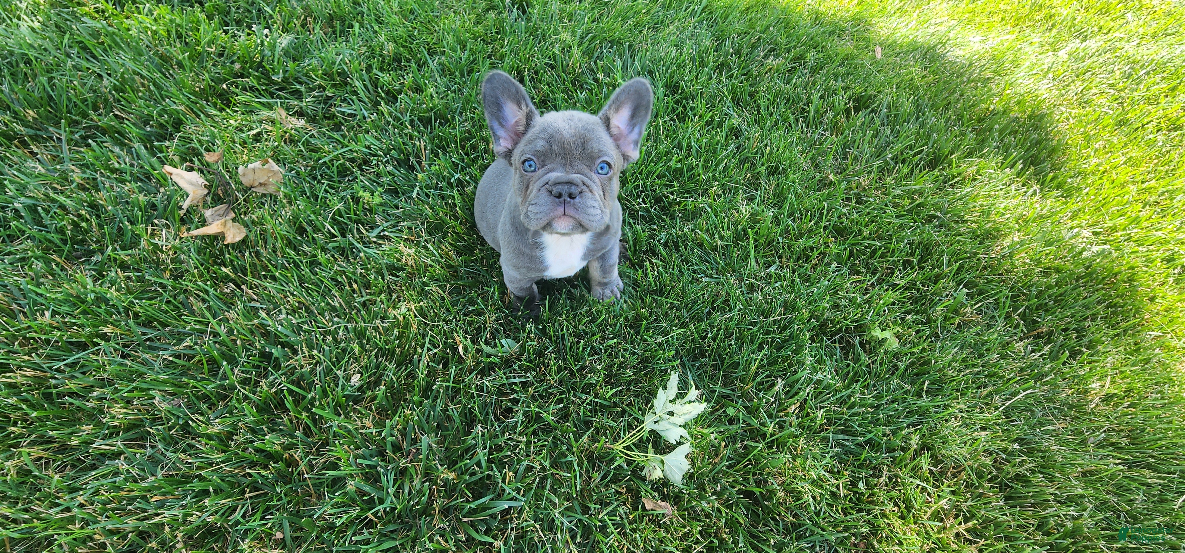 French Bulldog dogs Jenna - Ad 21