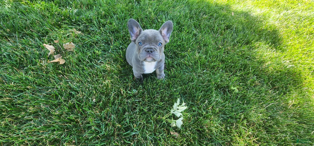 French Bulldog dogs for sale: Jenna - Ad 1