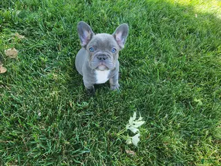 French Bulldog dogs Jenna - Ad 33