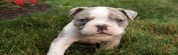 Olde English Bulldogge dogs for sale: Zoe - Ad 4