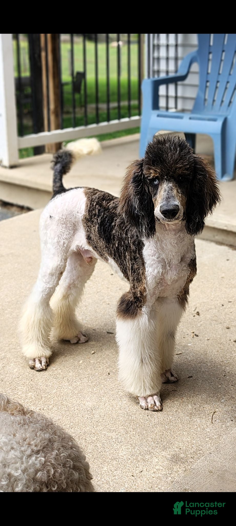 Standard Poodle dogs Standard Poodle 1 - Ad 2