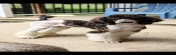 Standard Poodle dogs for sale: Standard Poodle 1 - Ad 2