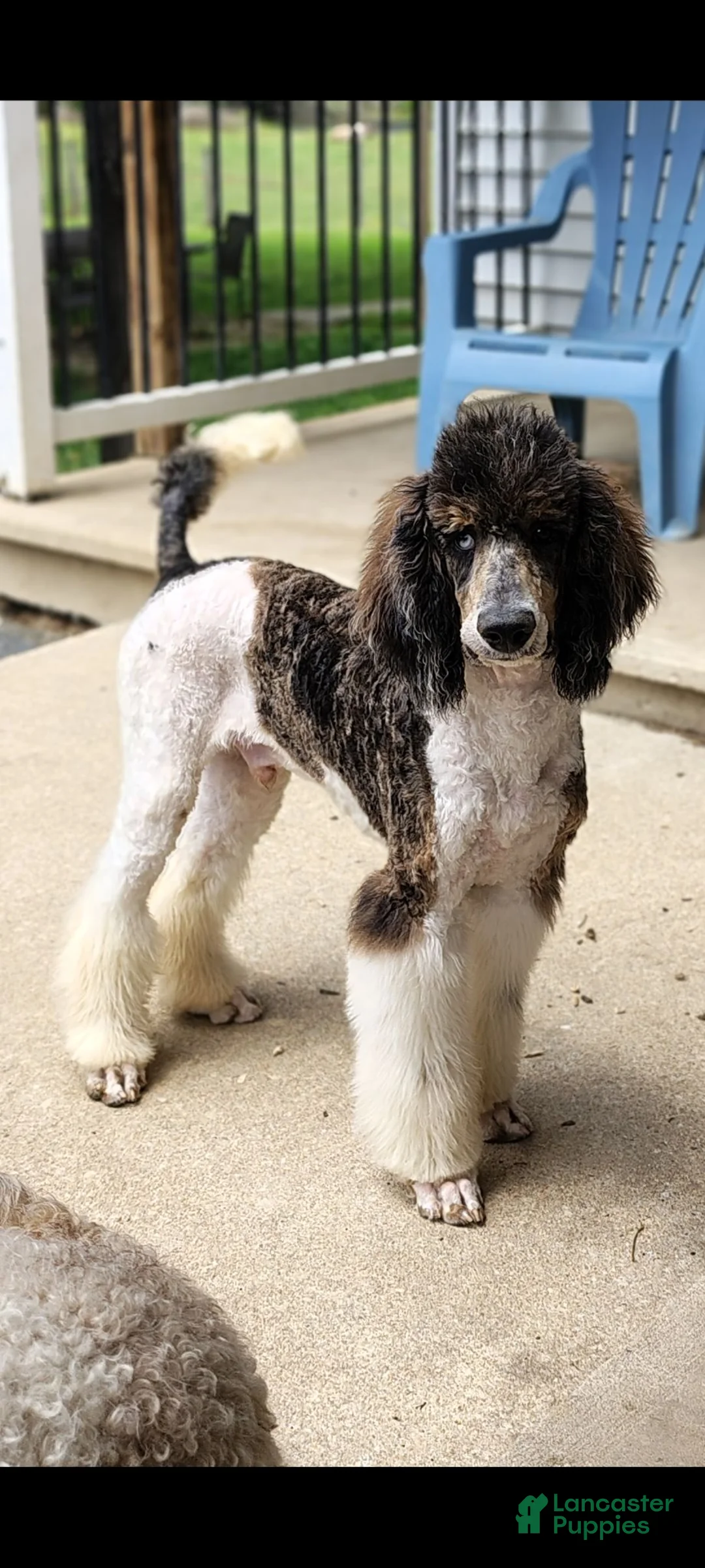 Standard Poodle dogs for sale: Standard Poodle 1 - Ad 2