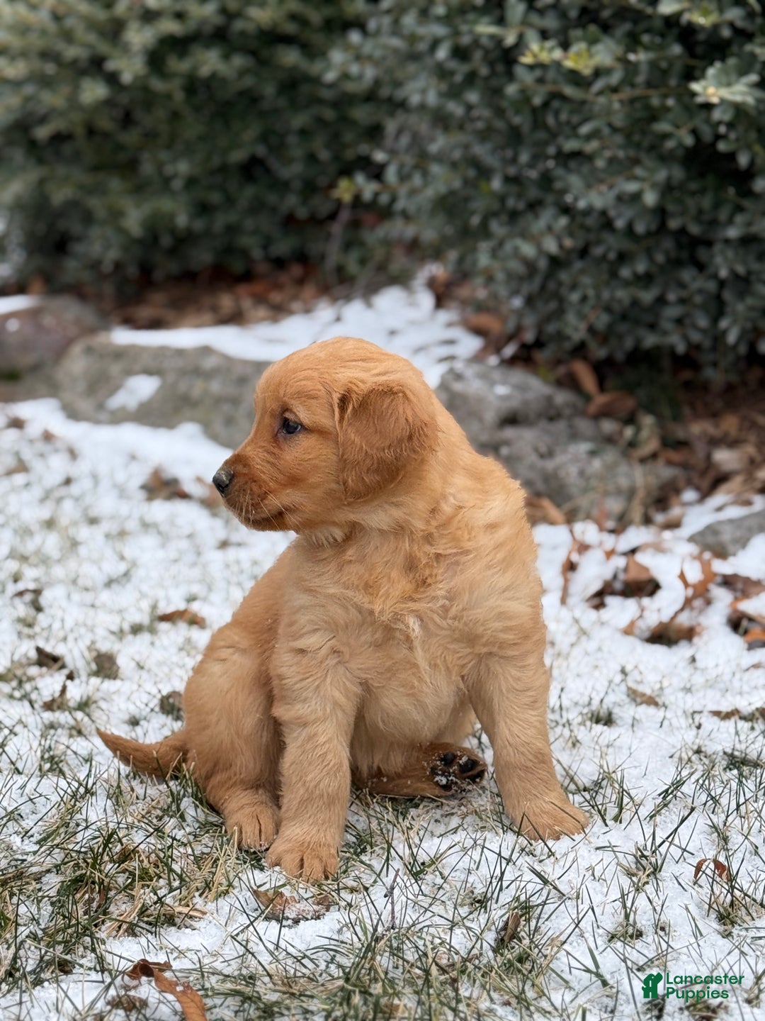 Golden Retriever dogs for sale: Sindy - Ad 5