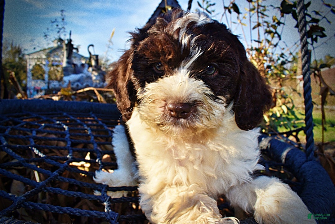 Havapoo dogs for sale: Priscilla - Ad 2