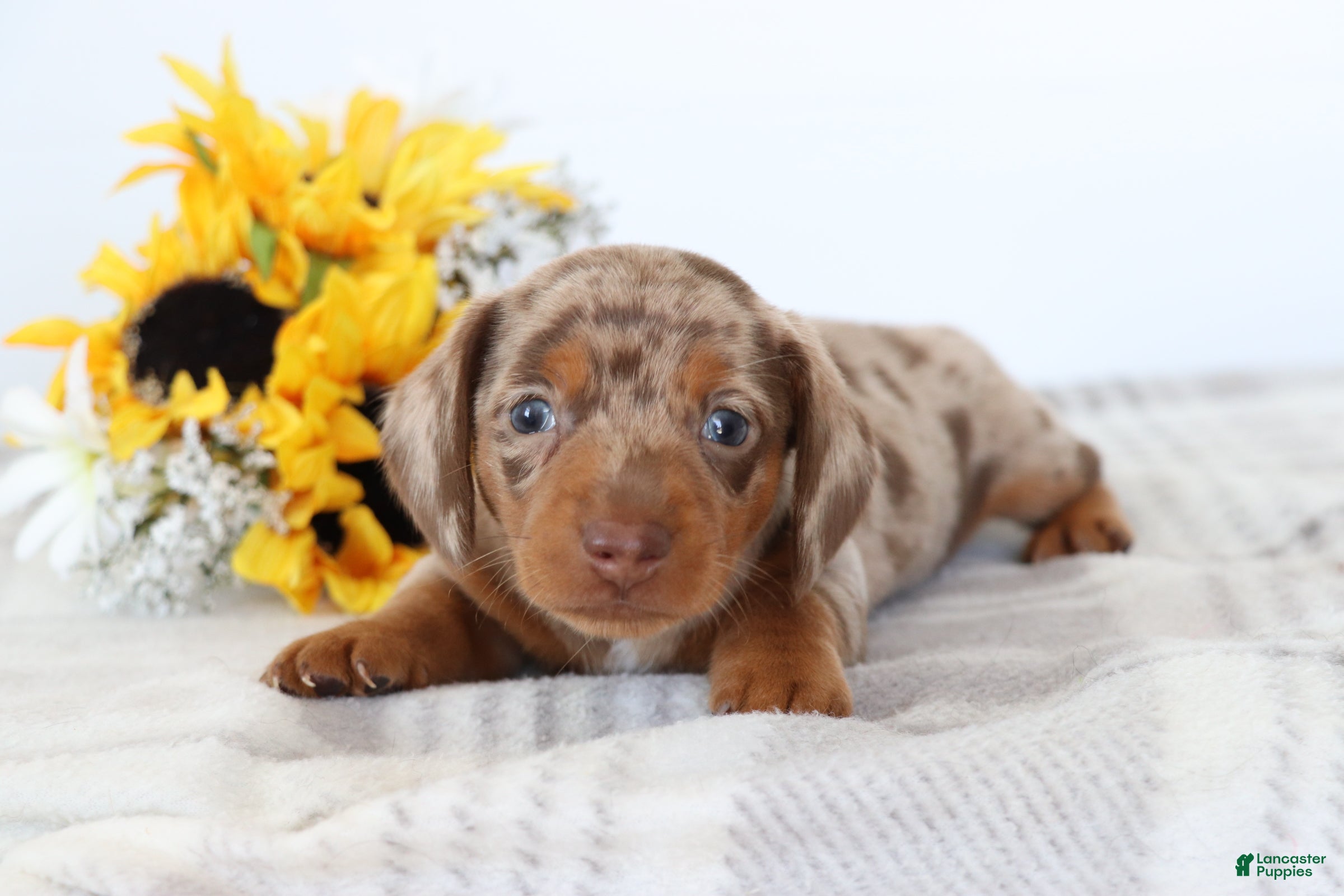 Dachshund dogs Oliver  - Ad 1