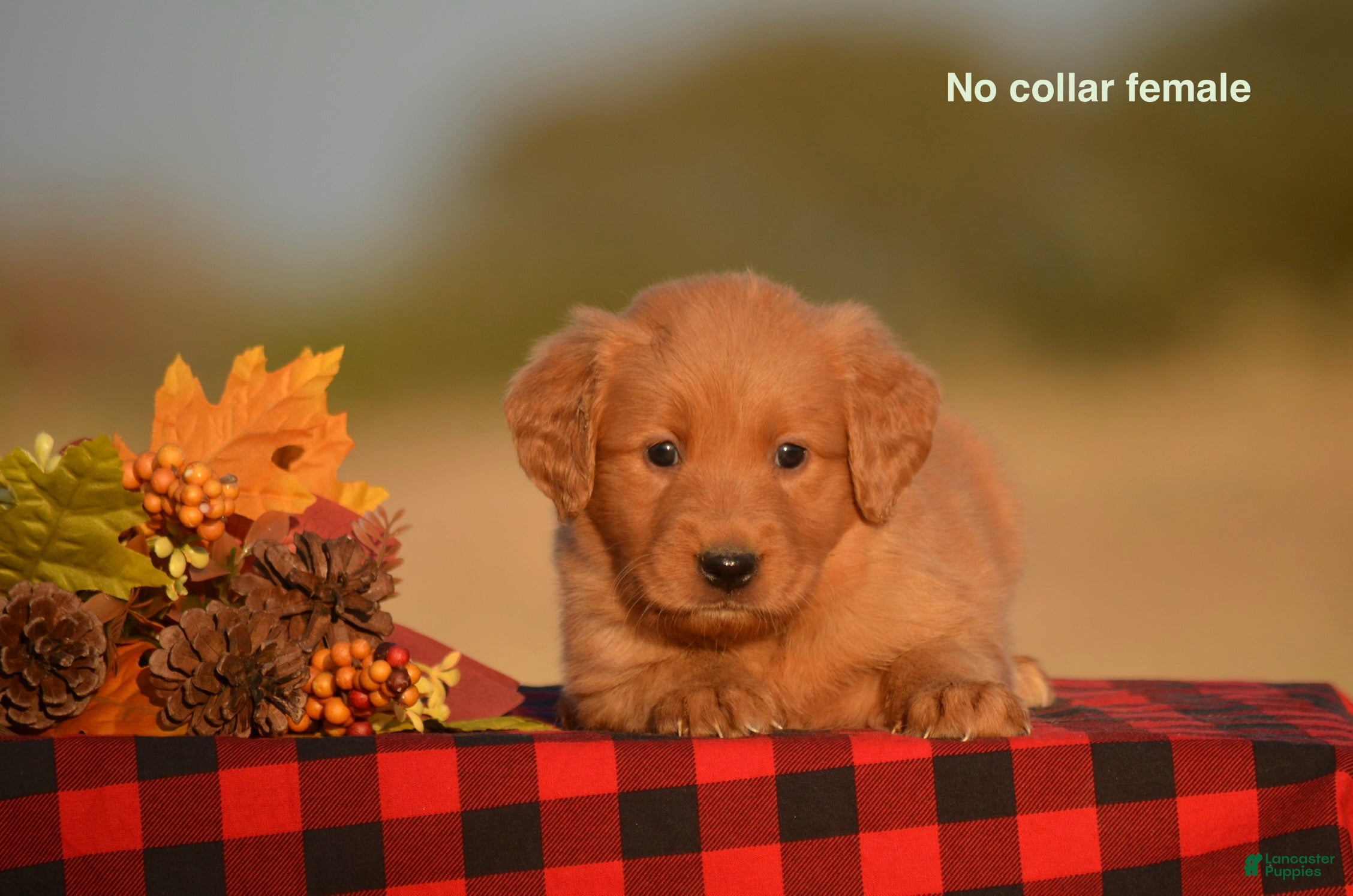 Golden Retriever dogs Kenya - Ad 21
