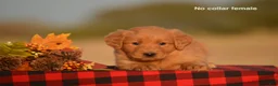 Golden Retriever dogs for sale: Kenya - Ad 1