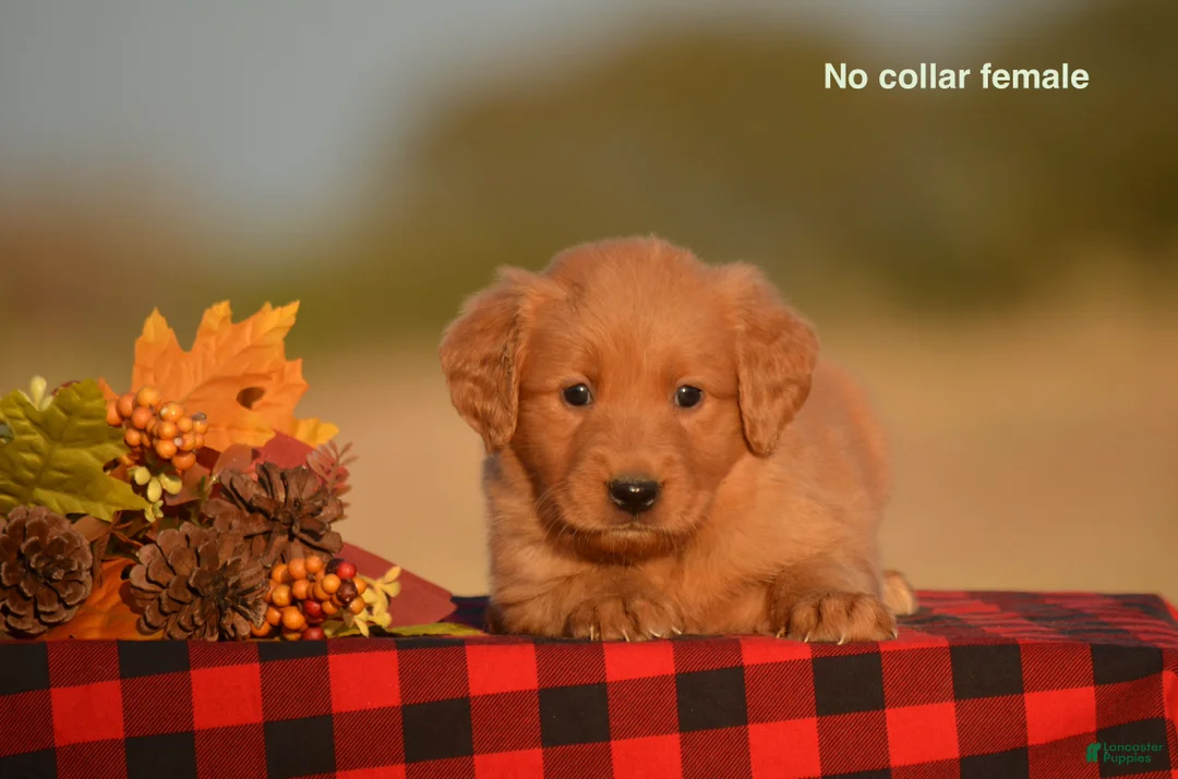 Golden Retriever dogs for sale: Kenya - Ad 1