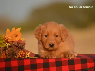 Golden Retriever dogs Kenya - Ad 21