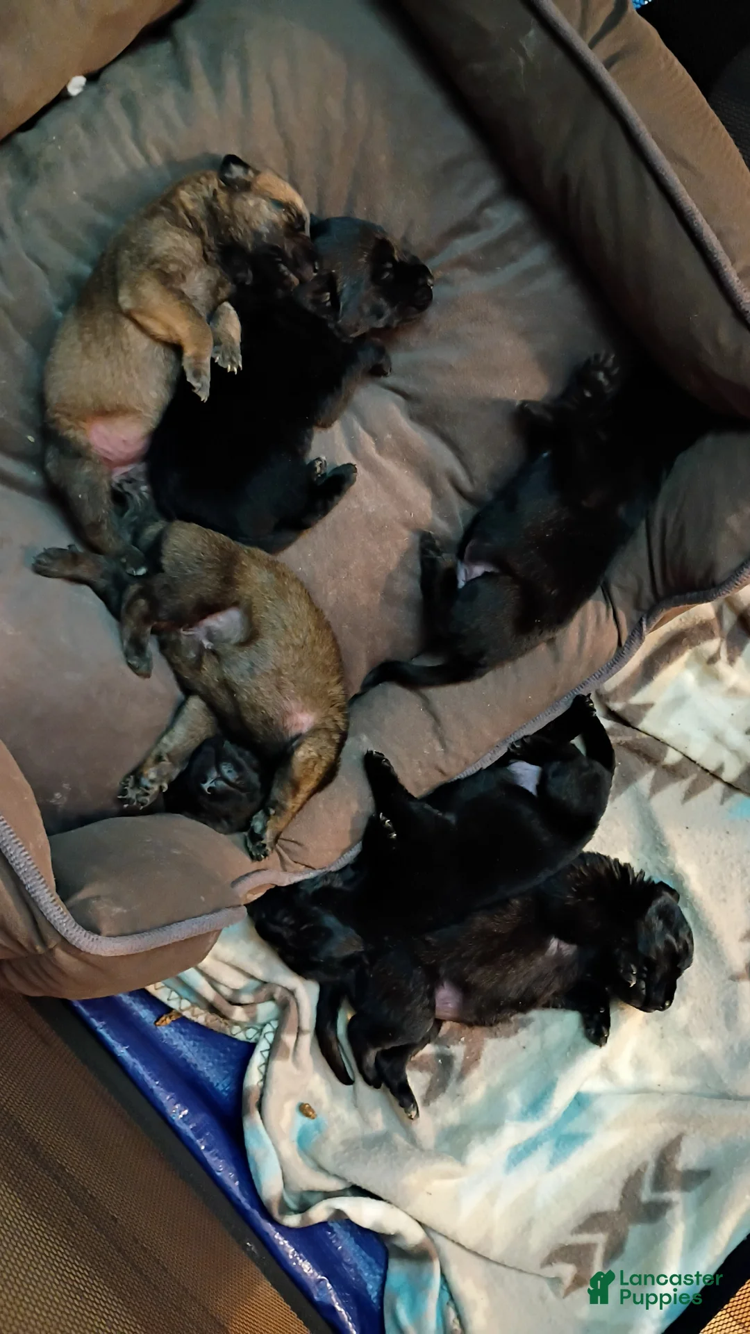 Mixed Breed dogs for sale: Mixed Breed Puppy 2 - Ad 5