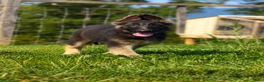 Nitro