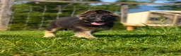 German Shepherd dogs for sale: Nitro - Ad 1