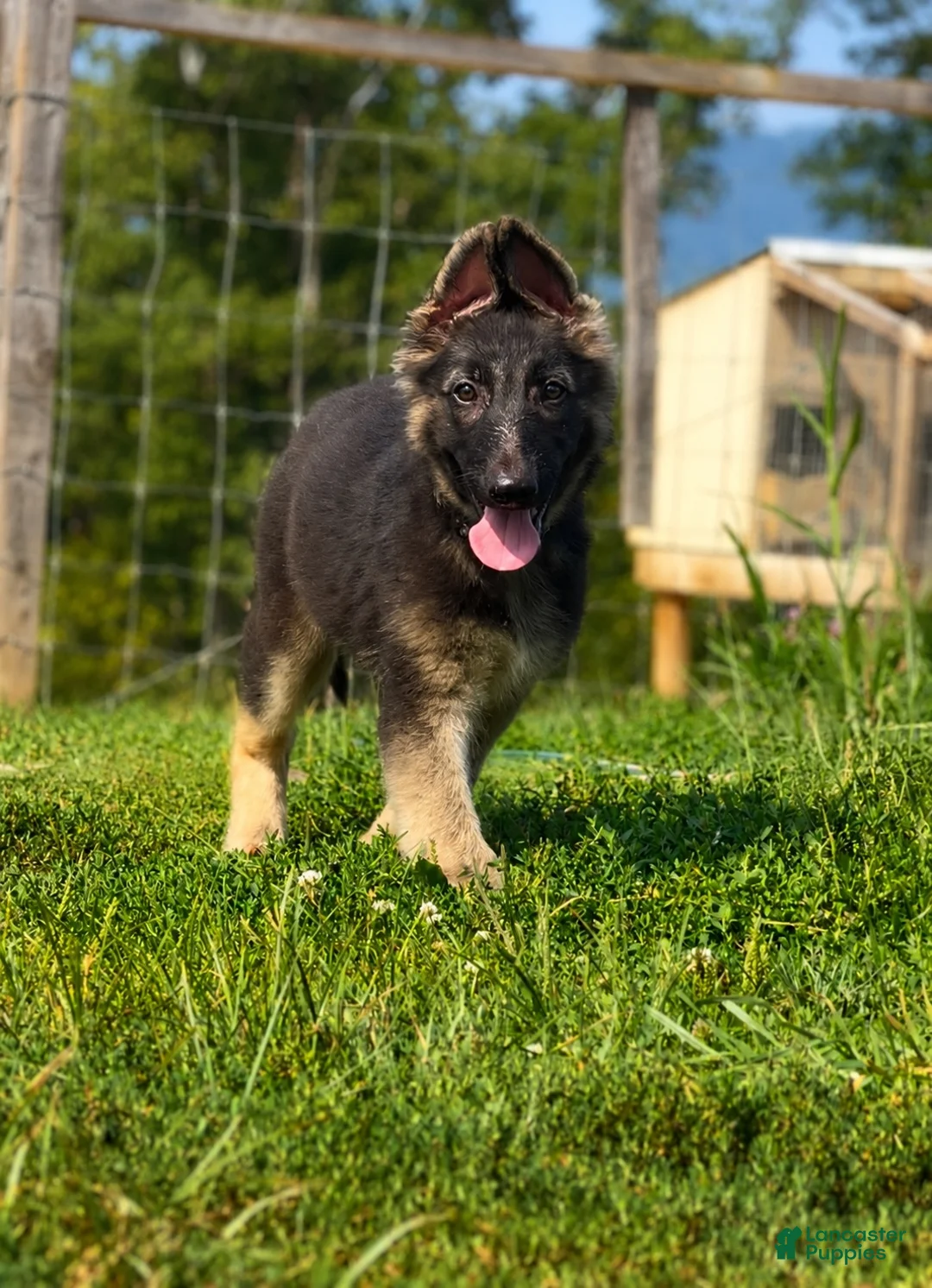 German Shepherd dogs for sale: Nitro - Ad 1
