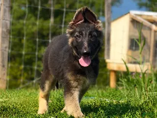 German Shepherd dogs Nitro - Ad 2