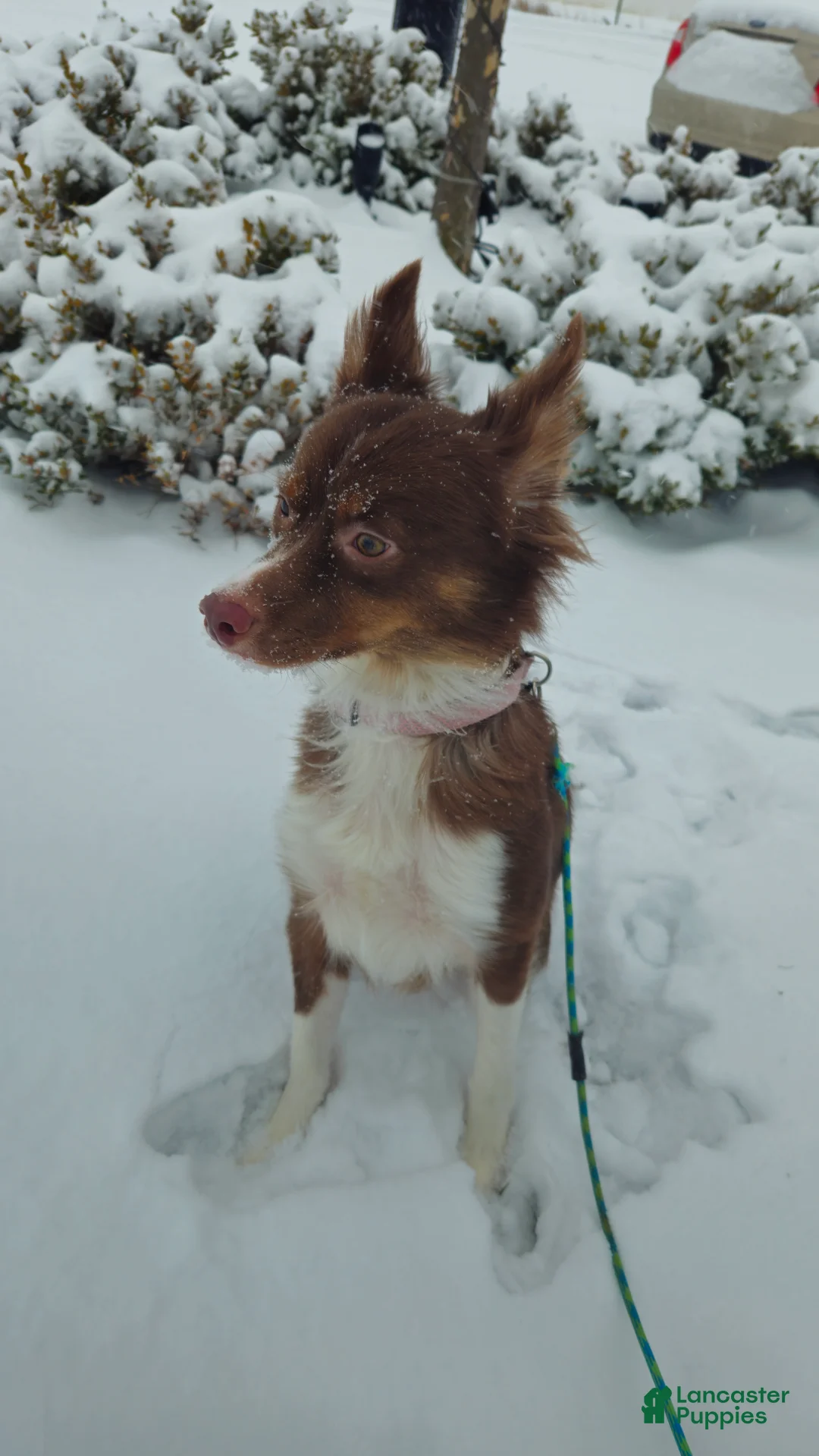 Australian Shepherd dogs for sale: Roxy - Ad 2