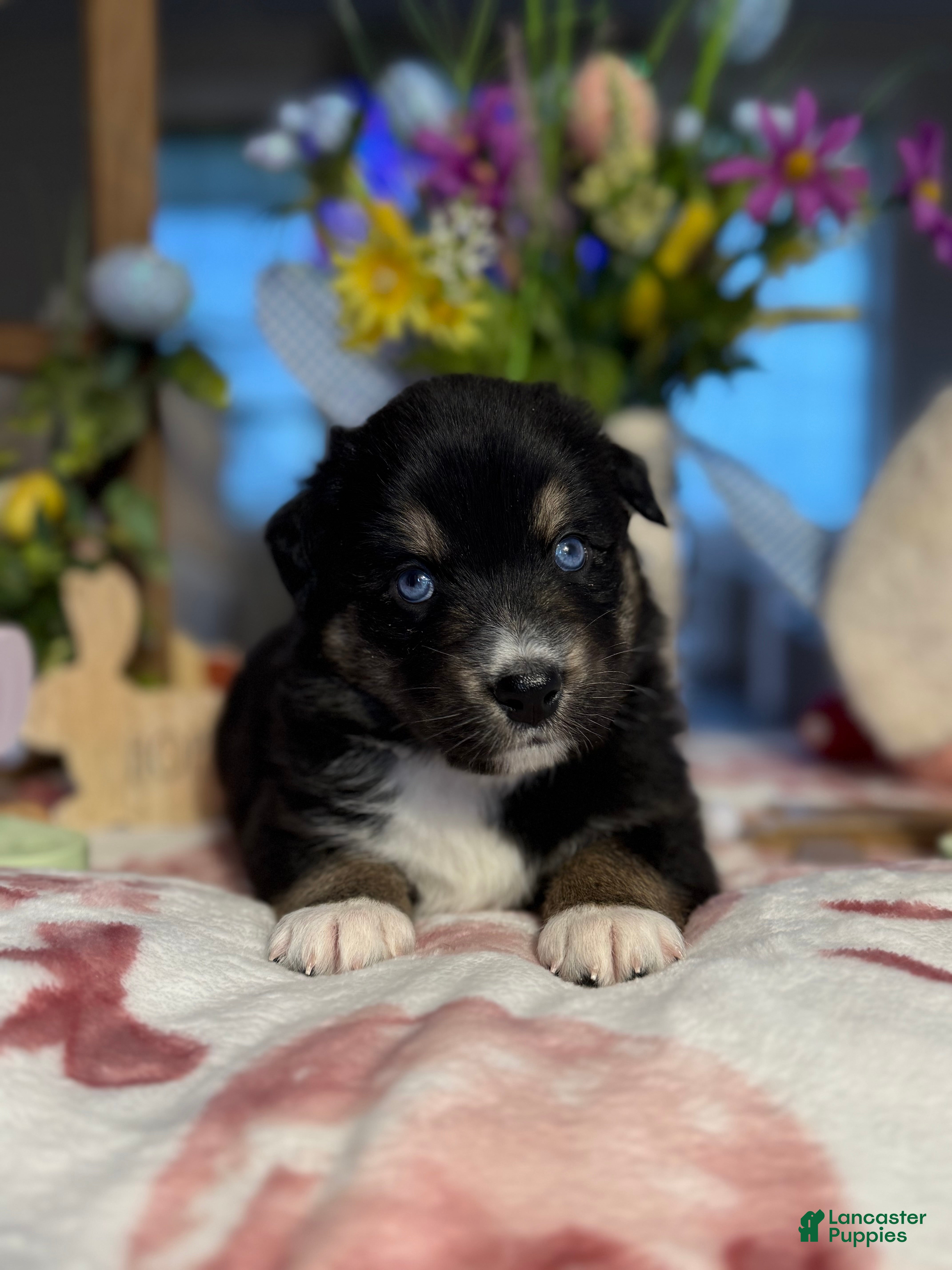 Australian Shepherd dogs Australian Shepherd Puppy 4 - Ad 21