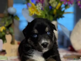 Australian Shepherd dogs Australian Shepherd Puppy 4 - Ad 21