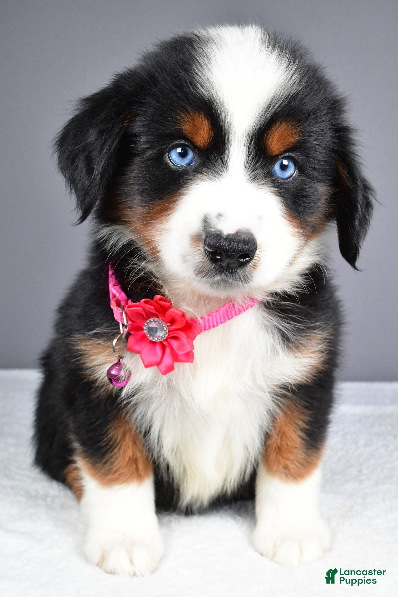 Miniature Australian Shepherd dogs Kenzie - Ad 1