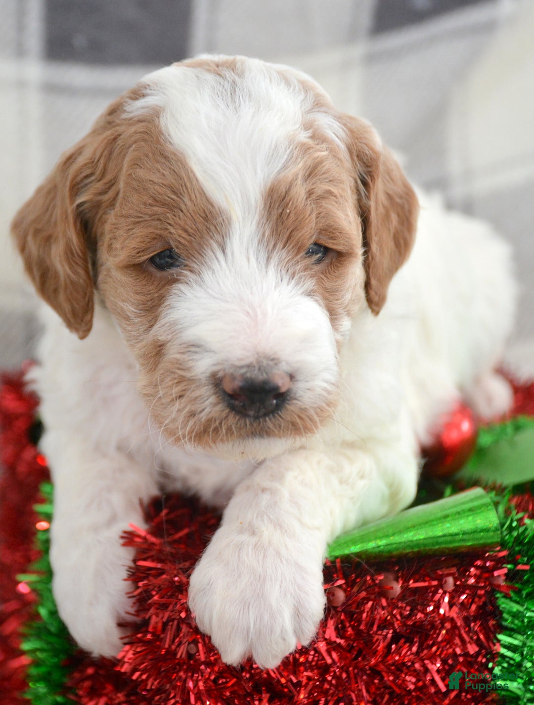 Goldendoodle dogs for sale: Mini Goldendoodle Puppy 2 Ernie - Ad 2