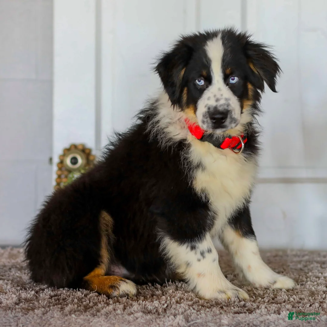 Australian Shepherd dogs for sale: Dustin - Ad 3