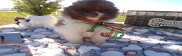 Pomeranian dogs for sale: Pomeranian Puppy 1 Tabitha - Ad 2