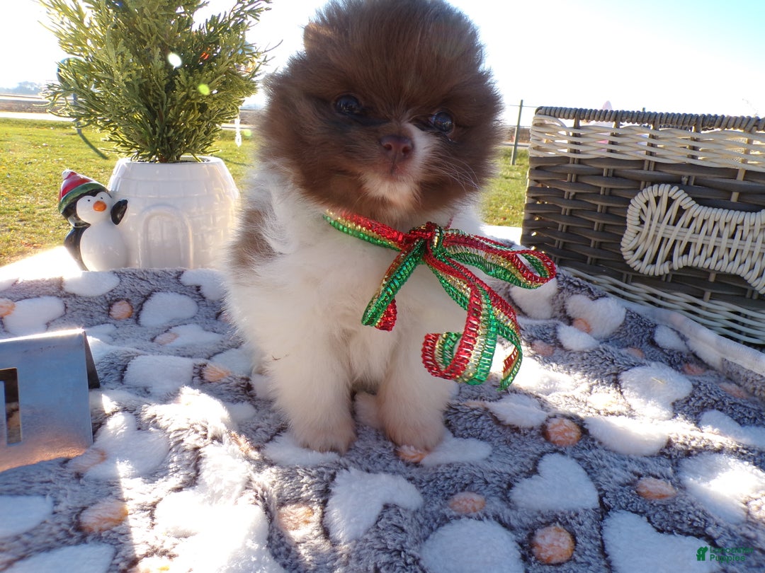 Pomeranian dogs for sale: Pomeranian Puppy 1 Tabitha - Ad 2